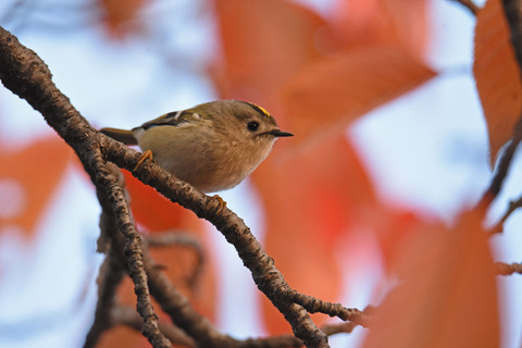 DSC_1252.jpg