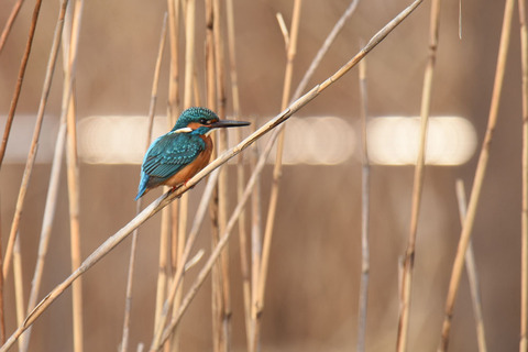 DSC_1252.jpg