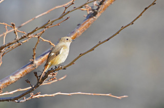 DSC_1255.jpg