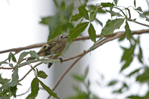 DSC_1266.jpg