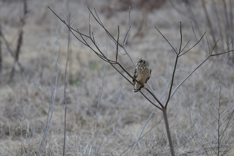 DSC_1285.jpg