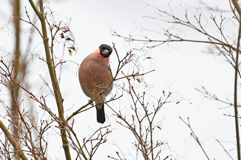 DSC_1311.jpg