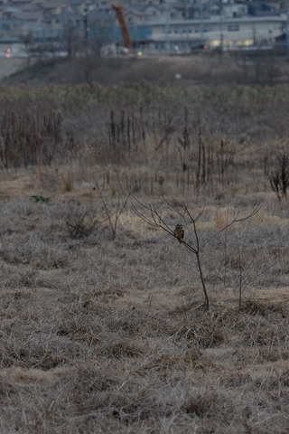 DSC_1313.jpg