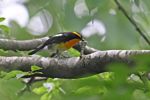 DSC_1315.jpg