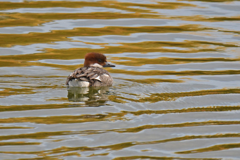 DSC_1316.jpg
