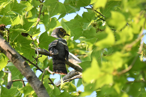 DSC_1324.jpg
