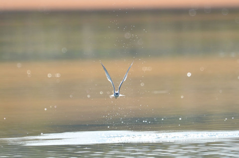 DSC_1332.jpg