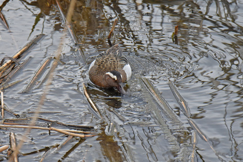 DSC_1342.jpg