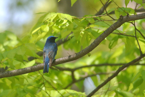 DSC_1342.jpg