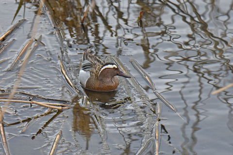 DSC_1347.jpg