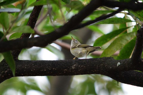 DSC_1350.jpg