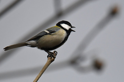 DSC_1363.jpg