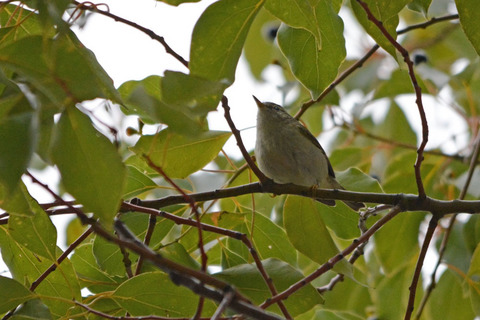 DSC_1382.jpg