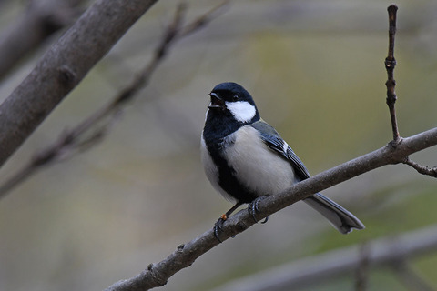 DSC_1394.jpg