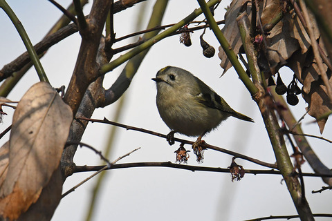 DSC_1431.jpg