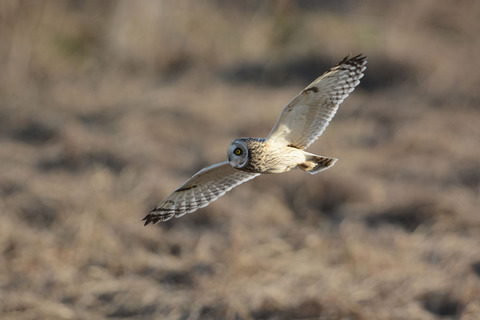 DSC_1458.jpg