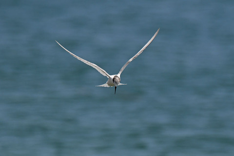 DSC_1465.jpg