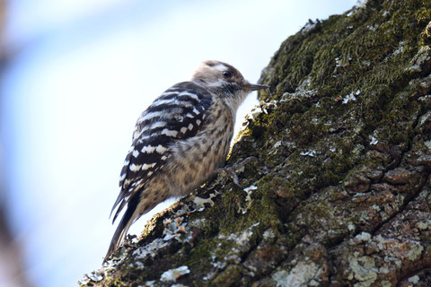 DSC_1513.jpg