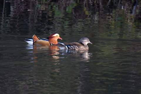 DSC_1533.jpg