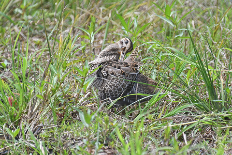 DSC_1559.jpg