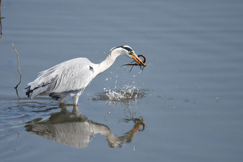 DSC_1584.jpg