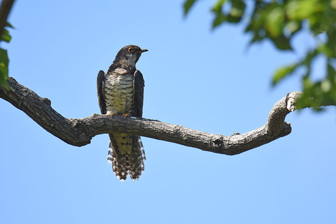 DSC_1625.jpg