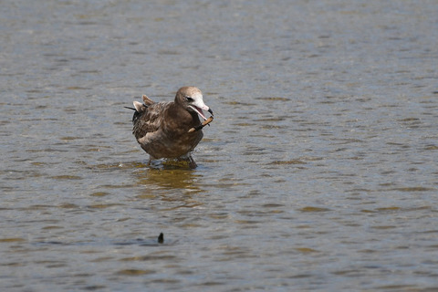 DSC_1626.jpg