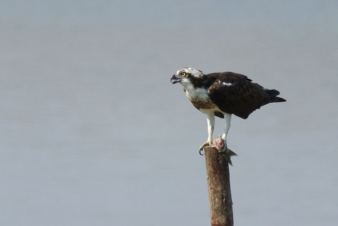 DSC_1633.jpg