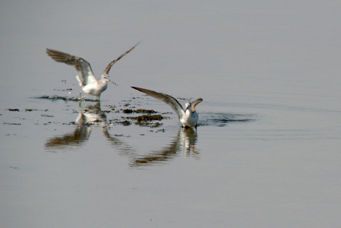 DSC_1636.jpg