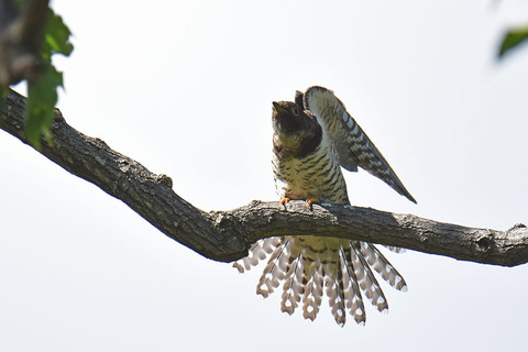 DSC_1644.jpg