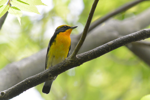 DSC_1658.jpg