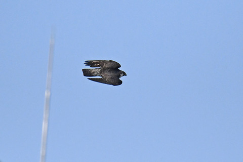 DSC_1690.jpg