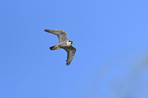 DSC_1700.jpg