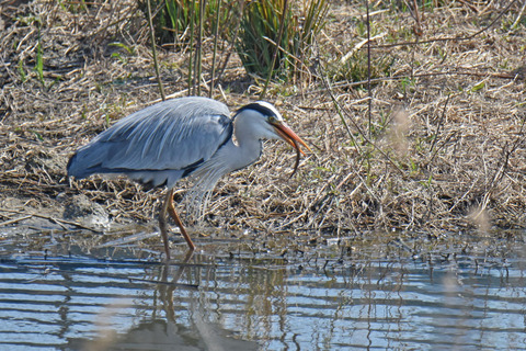 DSC_1701.jpg