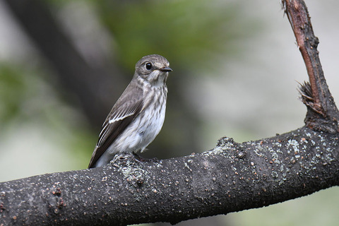 DSC_1708.jpg