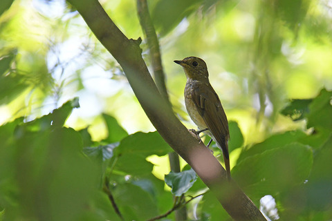 DSC_1709.jpg