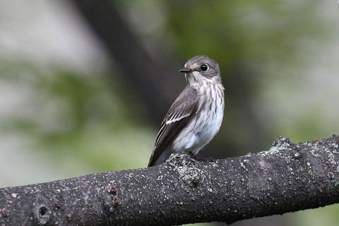 DSC_1731.jpg
