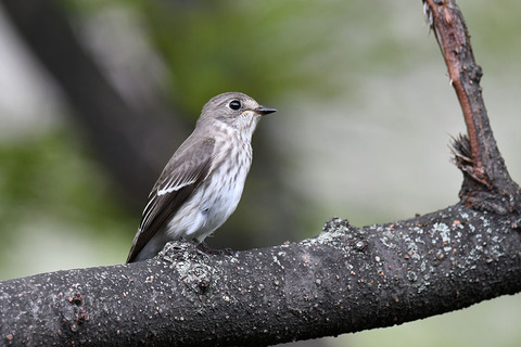 DSC_1740.jpg