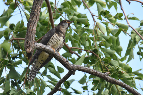DSC_1775.jpg