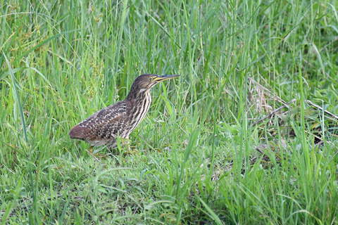 DSC_1785.jpg