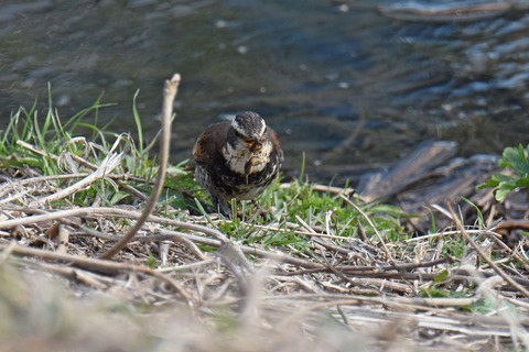 DSC_1785.jpg