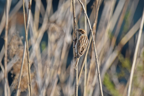 DSC_1801.jpg
