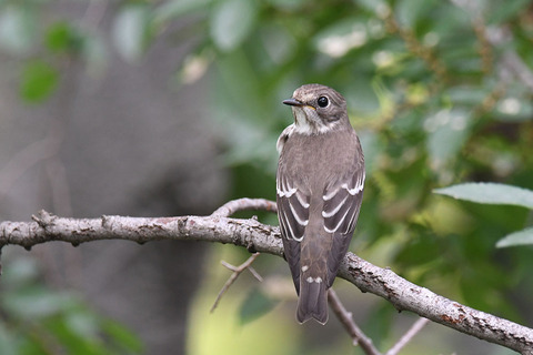 DSC_1817.jpg