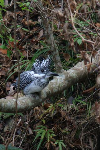 DSC_1822.jpg