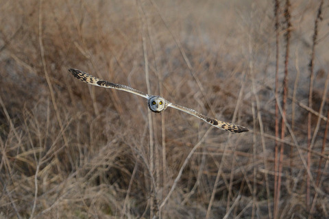 DSC_1826.jpg