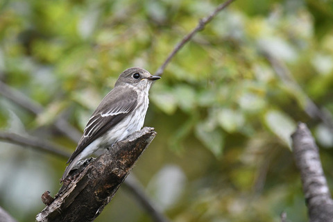 DSC_1845.jpg