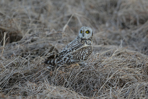 DSC_1852.jpg