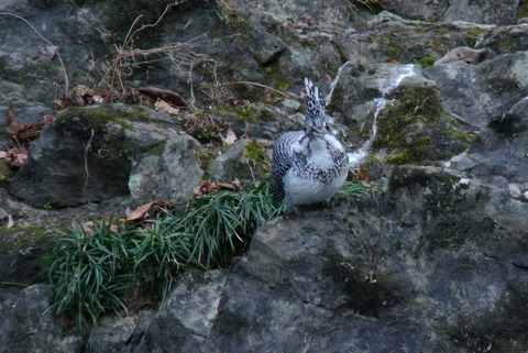 DSC_1879.jpg