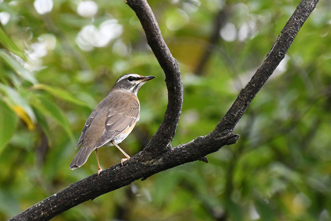 DSC_1903.jpg