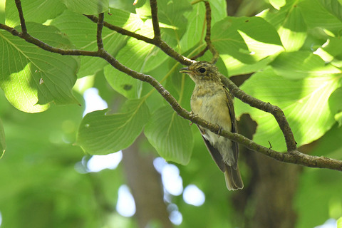 DSC_1907.jpg